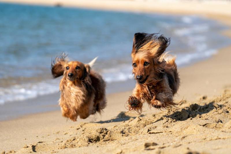 Met hond naar Callantsoog