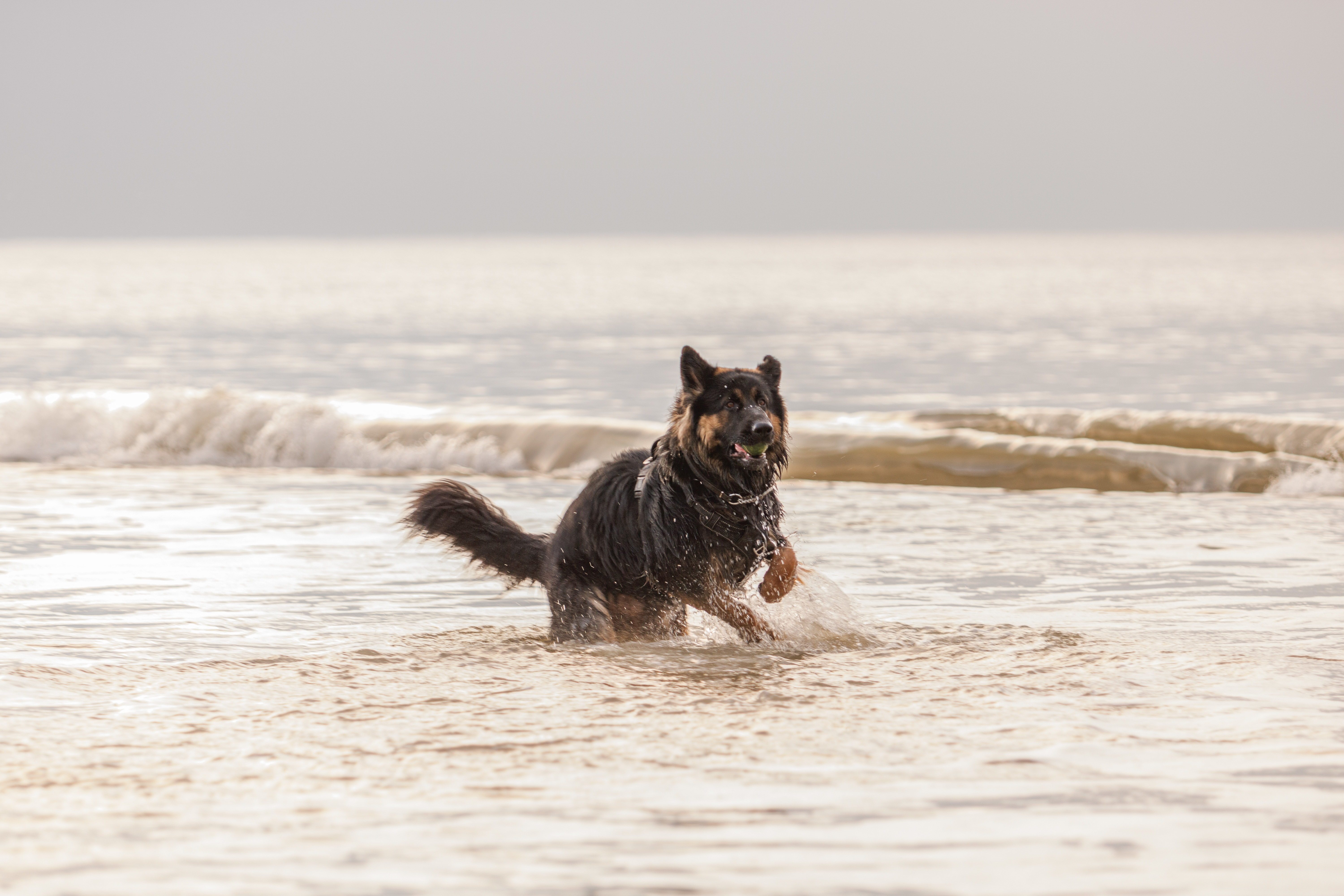 Vakantiehuis hond Callantsoog